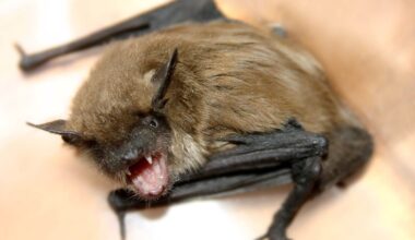 California Bat Tests Positive for Rabies Near Popular Hiking Trail