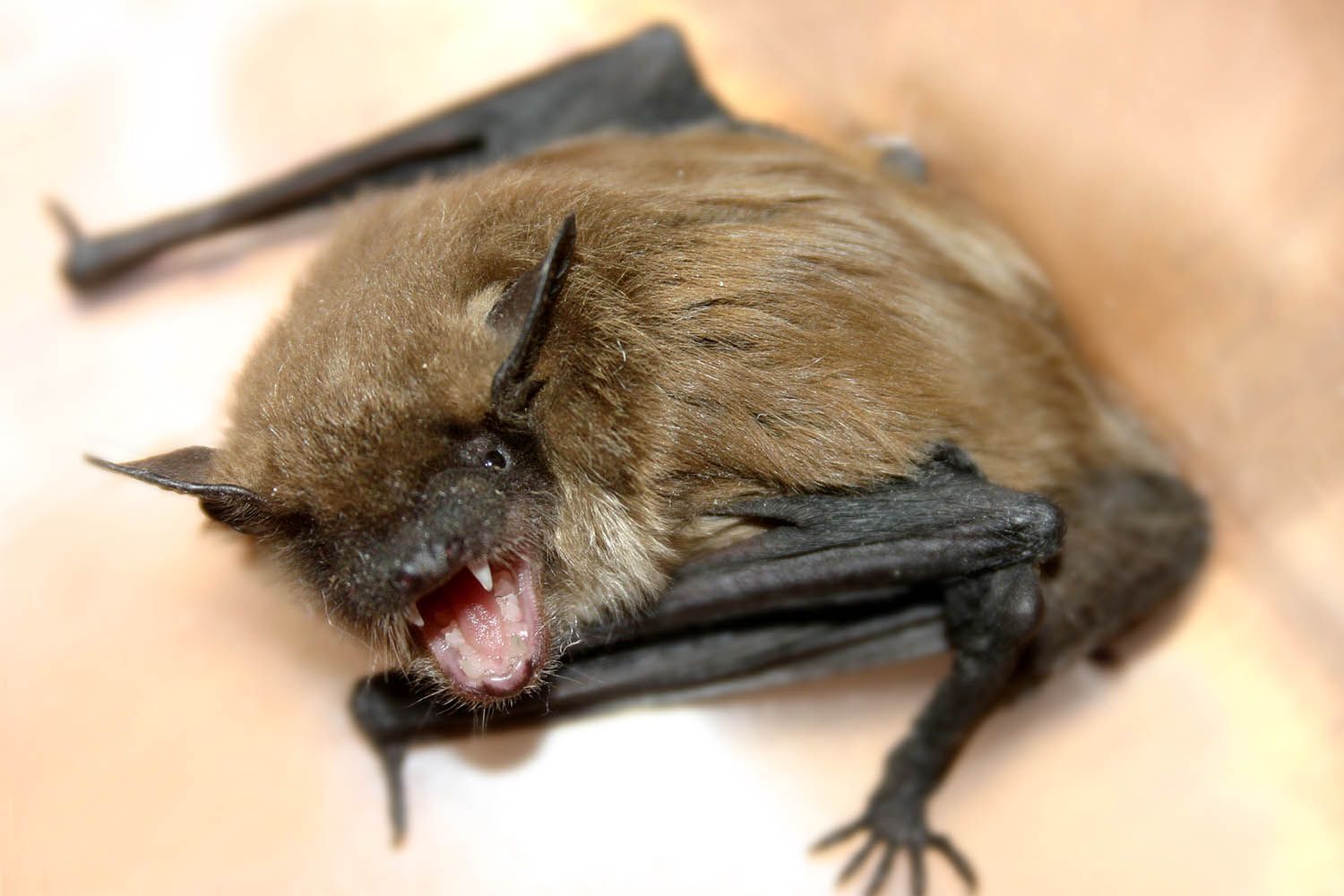 California Bat Tests Positive for Rabies Near Popular Hiking Trail