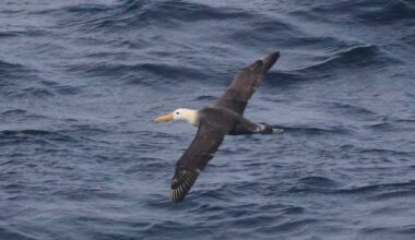Scientists marvel at a Galapagos seabird that wandered 3,000 miles to California