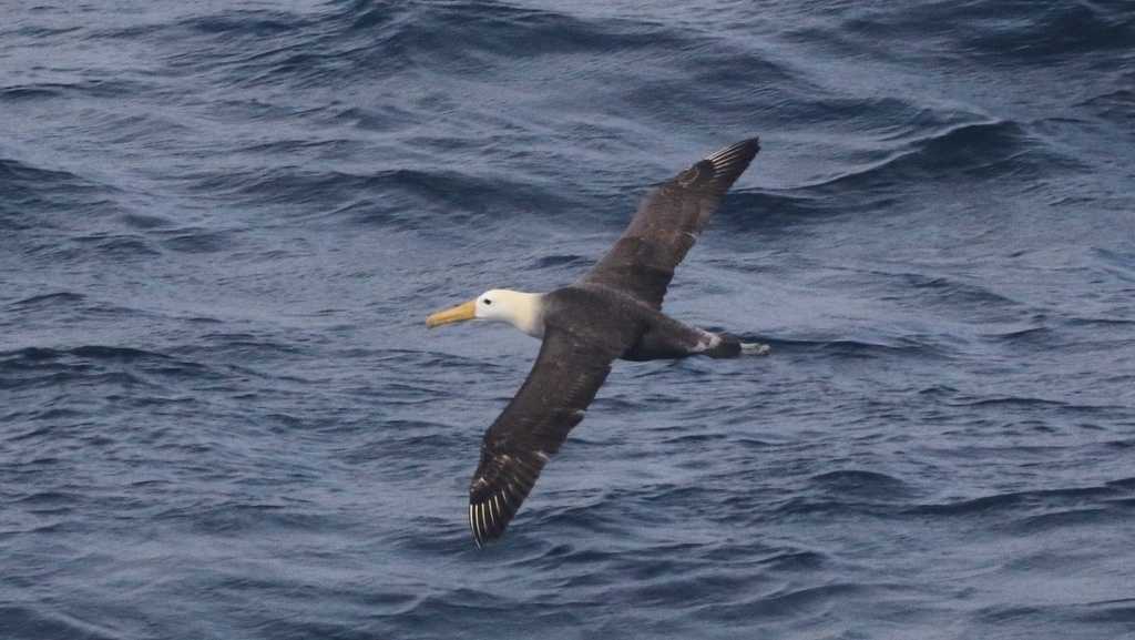 Scientists marvel at a Galapagos seabird that wandered 3,000 miles to California