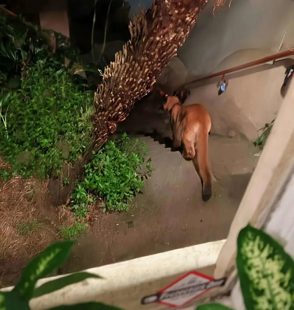 A young mountain lion is seen through the window of a Pacific Height residence in San Francisco around 3 a.m. on Tuesday, Jan. 27, 2026. (Image via Lady Trady/Redditt w/permission)