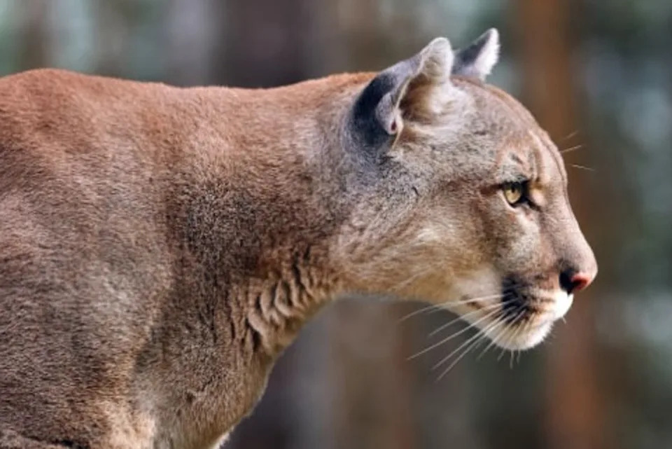 Mountain lions, which are also known as pumas or panthers, typically do not regard people as prey. (California Department of Fish and Wildlife)