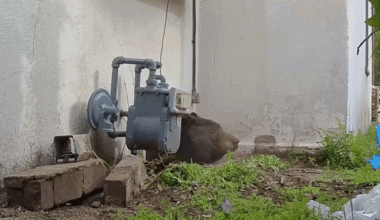 a bear struggles to leave small crawl space under home