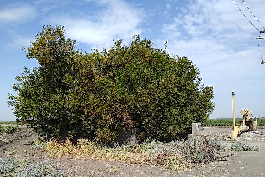 The Buttonwillow tree in Buttonwillow, California