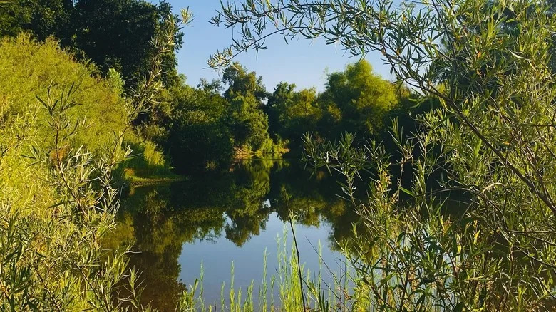 glassy water seen through foliage at Mcconnell State Recreation Area