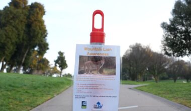 Mountain lion spotted in San Francisco, officials working to capture it :: WRAL.com