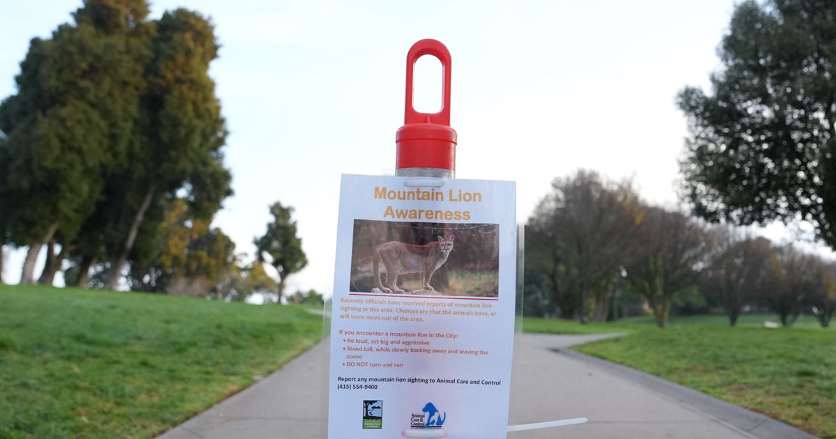 Mountain lion spotted in San Francisco, officials working to capture it :: WRAL.com