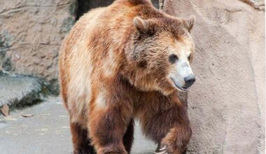After Bear Was Finally Evicted from California Home, Neighbor Inherits Bear Living Under Their Home