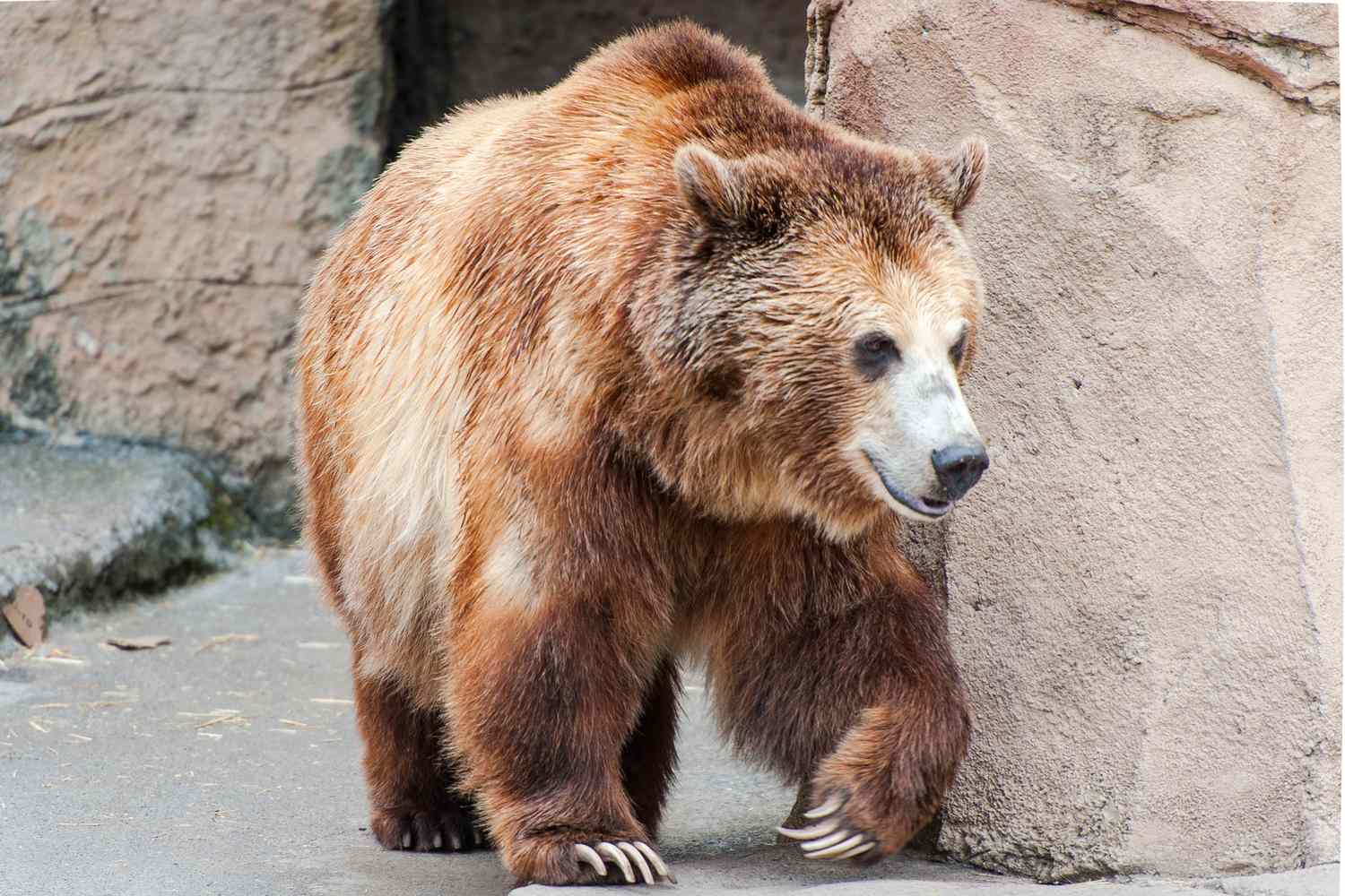 After Bear Was Finally Evicted from California Home, Neighbor Inherits Bear Living Under Their Home