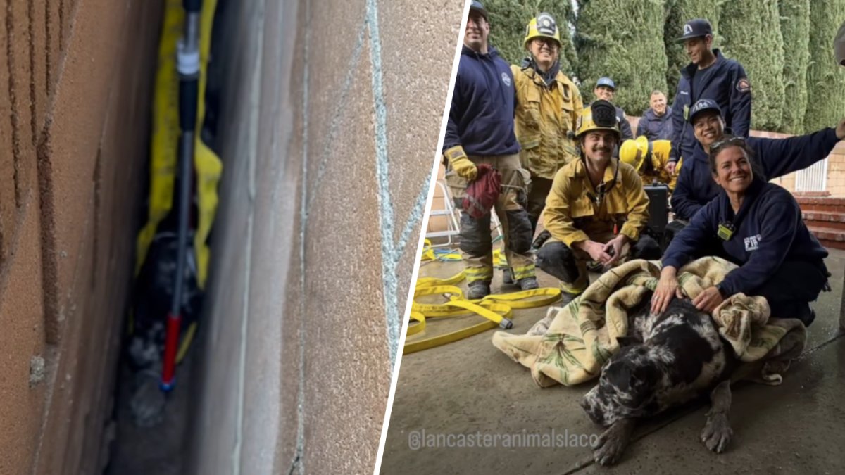 Firefighters rescue Cane Corso puppy trapped between block walls – NBC Los Angeles