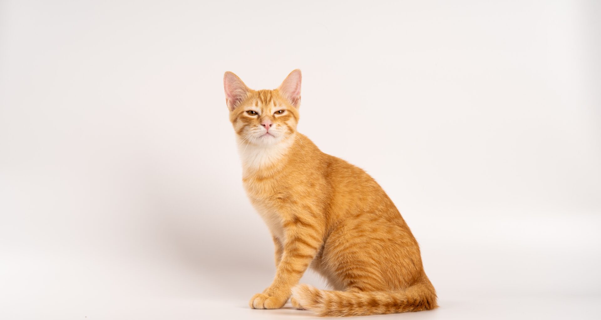 ginger cat
