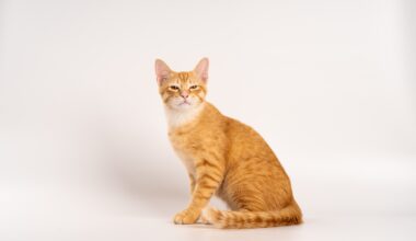 ginger cat
