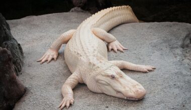 Claude, beloved albino alligator, to be memorialized with street name in San Francisco