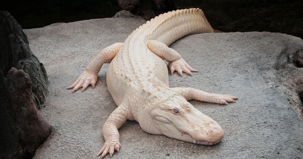 Claude, beloved albino alligator, to be memorialized with street name in San Francisco