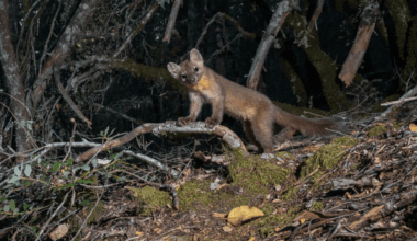 Adorable ferret-sized martens are rebounding in California
