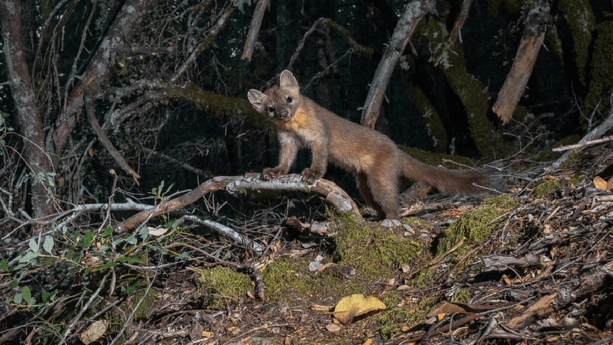 Adorable ferret-sized martens are rebounding in California