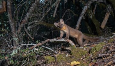 A pine marten stands on a mossy tree branch in a dense forest, surrounded by fallen leaves and undergrowth, with dark tree trunks in the background.