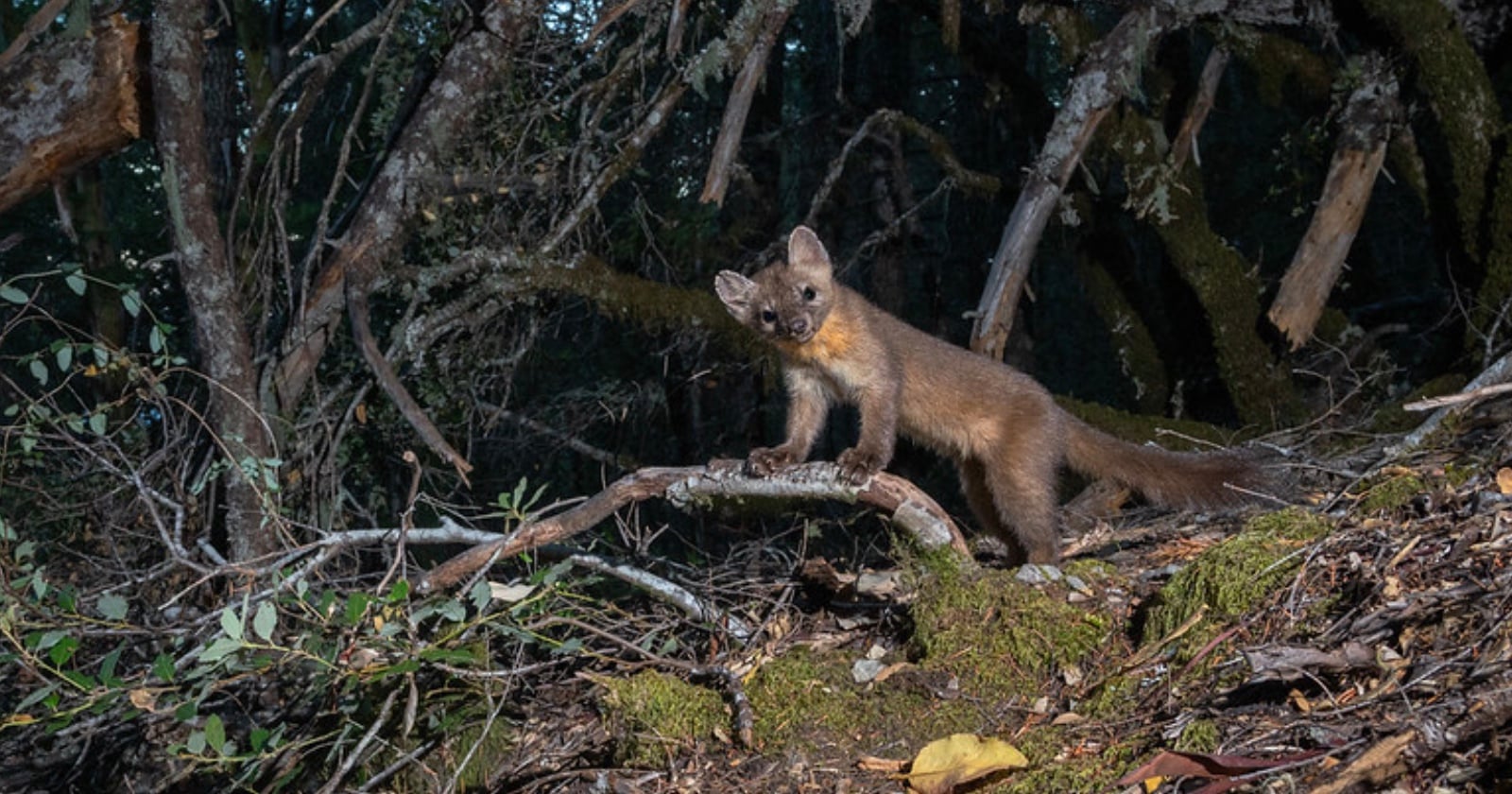 A pine marten stands on a mossy tree branch in a dense forest, surrounded by fallen leaves and undergrowth, with dark tree trunks in the background.