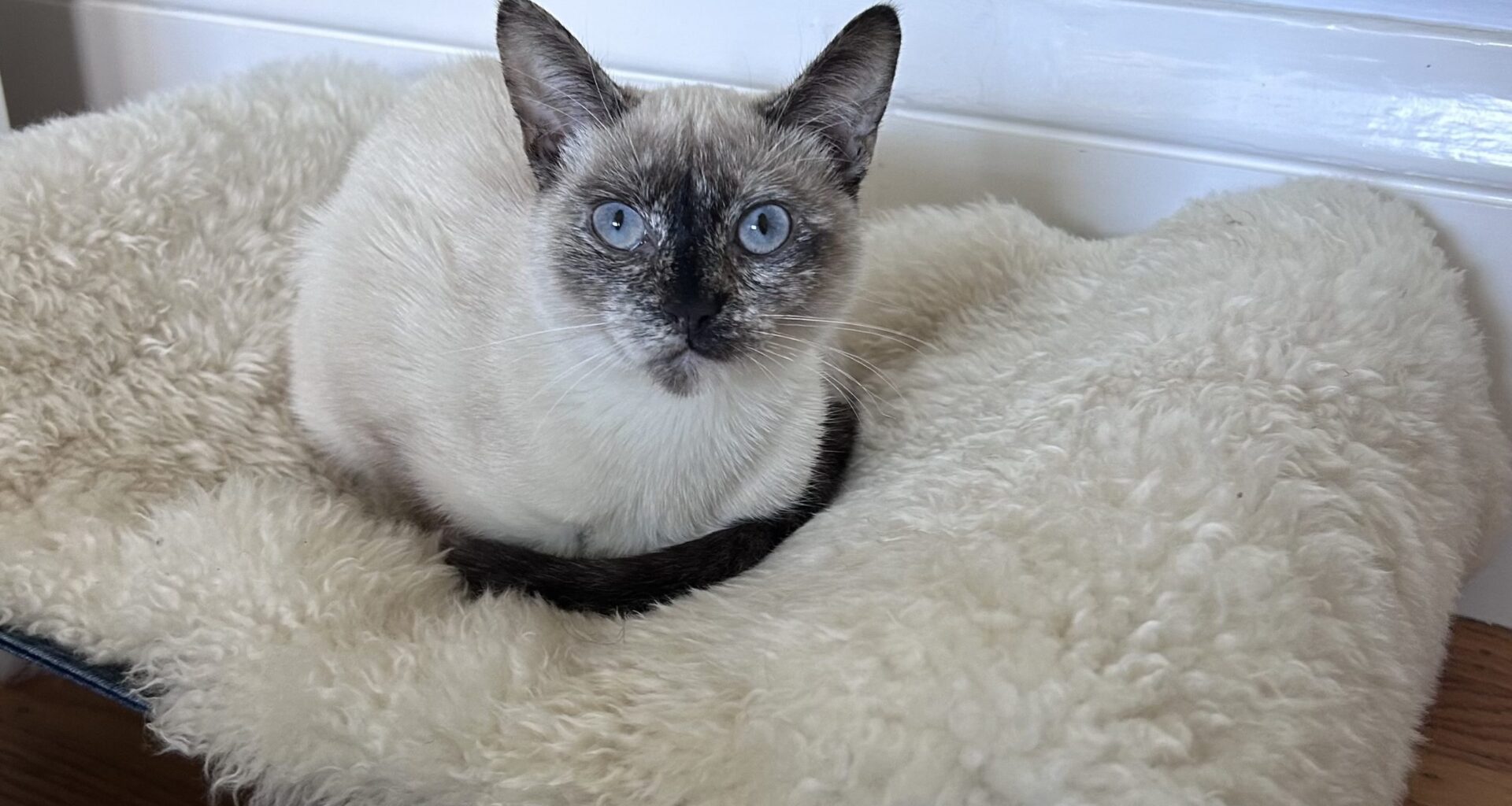 Coco, bodega cat that followed KitKat, leaves Randa's Market