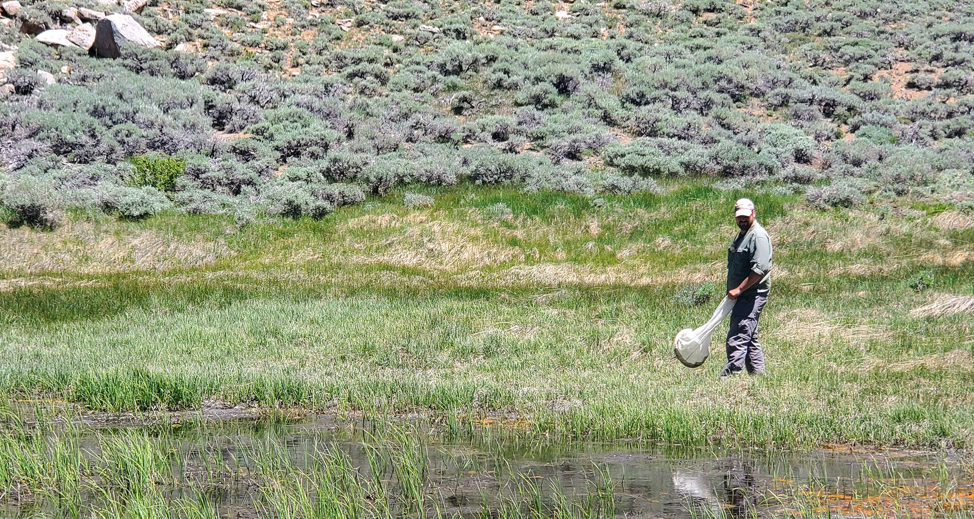 How many insects does California have? We're getting closer to an answer