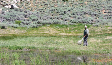 How many insects does California have? We're getting closer to an answer