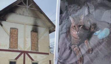 2 Oakland County families recovering, cat missing after duplex fire