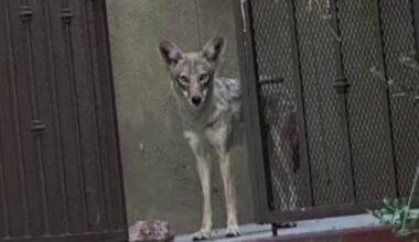Coyote alert: Here's why sightings are increasing across Southern California