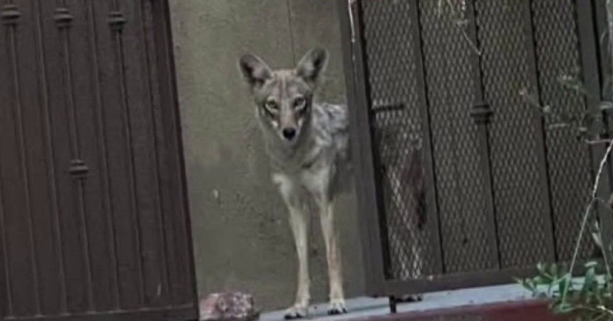 Coyote alert: Here's why sightings are increasing across Southern California