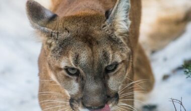 SF Mountain Lion Caught, To Be Released Back Into Natural Environment: Reports