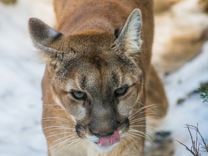 SF Mountain Lion Caught, To Be Released Back Into Natural Environment: Reports
