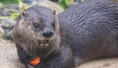 Sacramento Zoo introduces new river otter named "Darla"