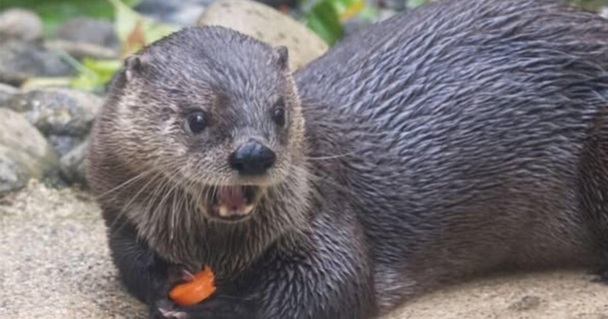Sacramento Zoo introduces new river otter named "Darla"