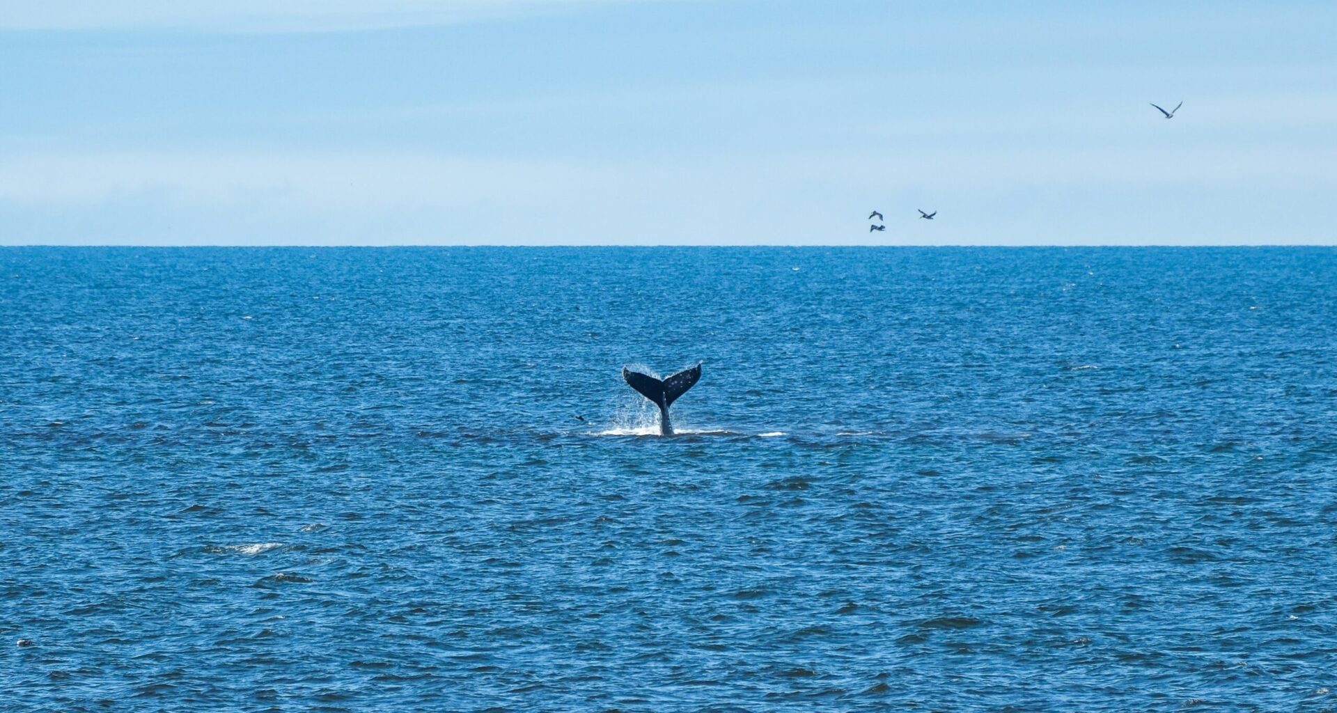 Tears of the Tides: How Federal Law Shaped California’s Oceans, What It Saved & What Comes Next