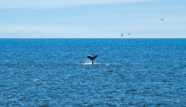 Tears of the Tides: How Federal Law Shaped California’s Oceans, What It Saved & What Comes Next