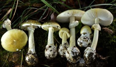 4 sickened in Sacramento County amid wider mushroom poisoning outbreak, officials say