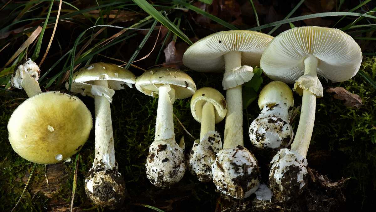 4 sickened in Sacramento County amid wider mushroom poisoning outbreak, officials say