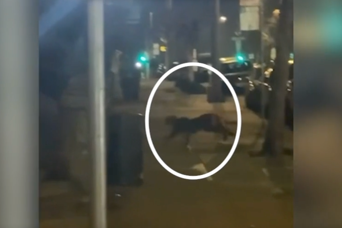 Mountain lion seen prowling around a residential San Francisco neighborhood