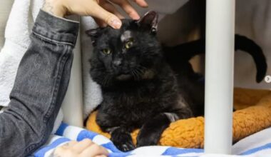 Pasadena Humane staff, volunteers recall Eaton Fire pet rescues – NBC Los Angeles