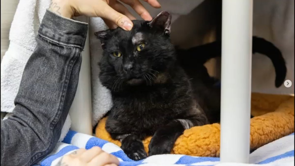 Pasadena Humane staff, volunteers recall Eaton Fire pet rescues – NBC Los Angeles