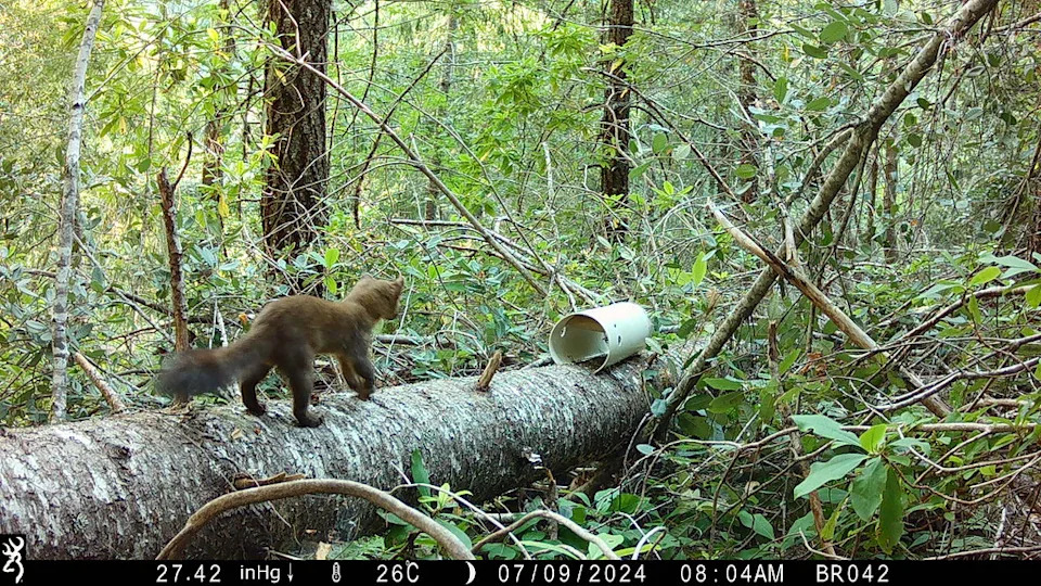 A coastal marten, also known as a Humboldt marten, is pictured by a wildlife camera inside a PVC pipe set up by Oregon State University researchers to collect a hair sample from the animal. The data collected from the hair samples help scientists better understand the size of the marten population. (Oregon State University)