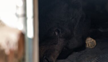 California homeowner rolls out 'unwelcome' mat for black bear living under his house :: WRAL.com