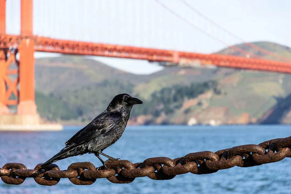 A crow rests near the Golden Gate Bridge in San Francisco. (syaber/IStockphoto via Getty Images)