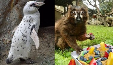 San Francisco Zoo euthanizes lemur, penguin due to declining health