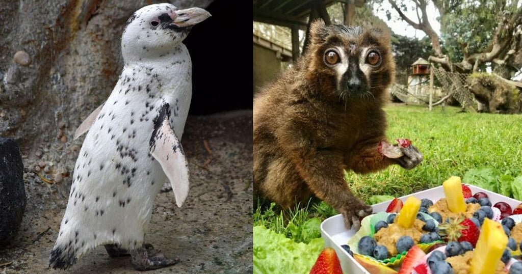 San Francisco Zoo euthanizes lemur, penguin due to declining health