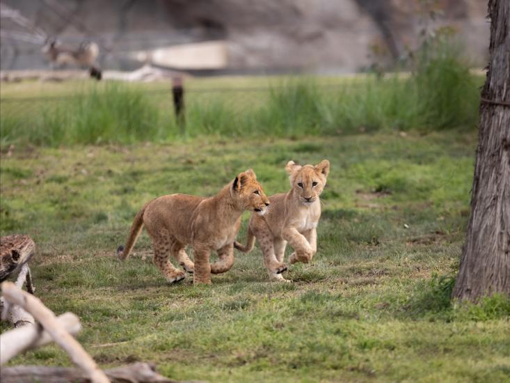 Chaffee Zoo lion cubs