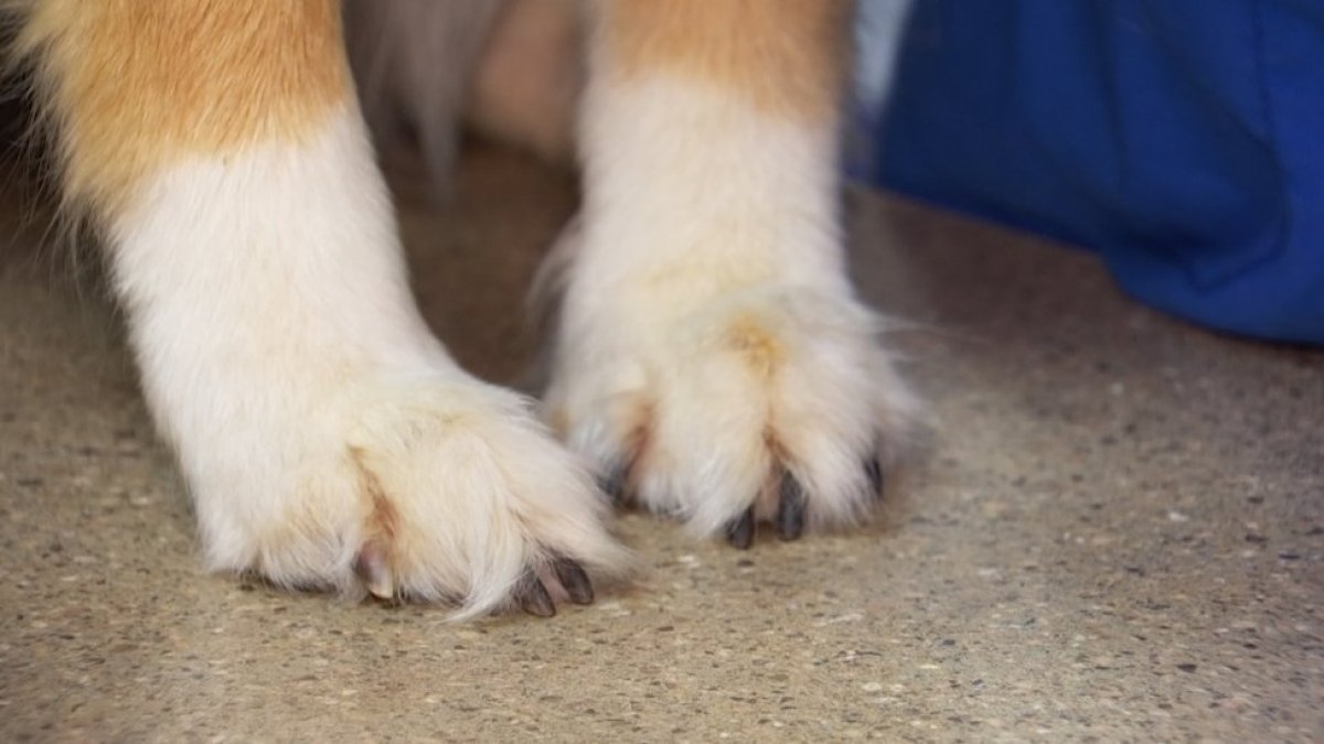 Guide dogs for the blind hold practice sessions at Van Nuys Airport  – NBC Los Angeles