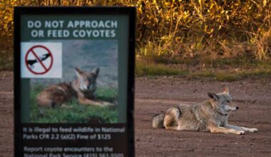 San Francisco coyote swims to Alcatraz for first time ever