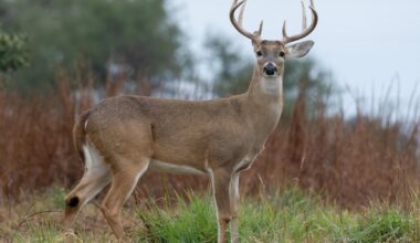 Deer culls expected in parts of Oakland County, but dates have not been announced