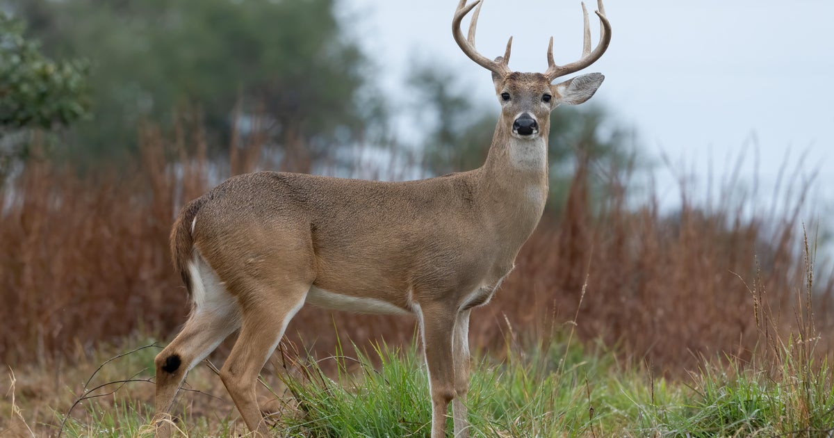 Deer culls expected in parts of Oakland County, but dates have not been announced