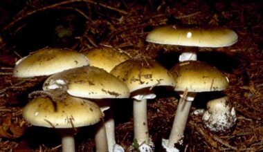 Foraged mushrooms in California linked to 3 deaths, officials say